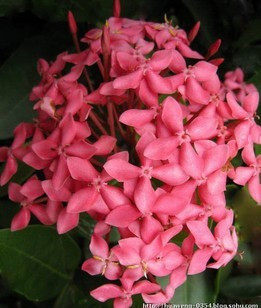 粉色龙船花,山丹花,粉色仙丹花,矮生花大又多,花期长