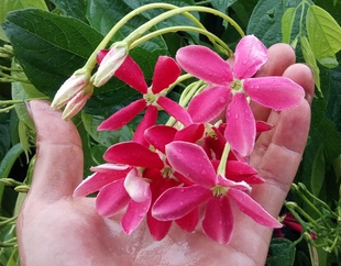 室外爬藤植物花苗 大花风车使君子 垂花使君子 花大花香