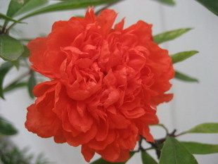 大花石榴牡丹石榴花重瓣石榴,花瓣多,开花红火