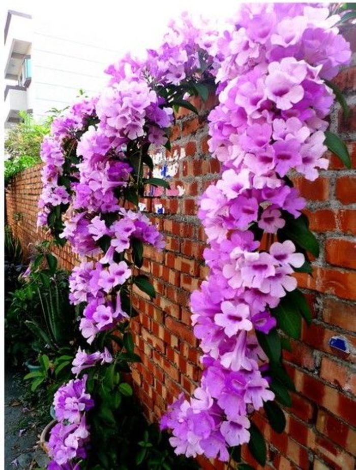 广东省百花谷园艺 易养藤本植物 蒜香藤 张氏紫薇 紫铃藤 花期长