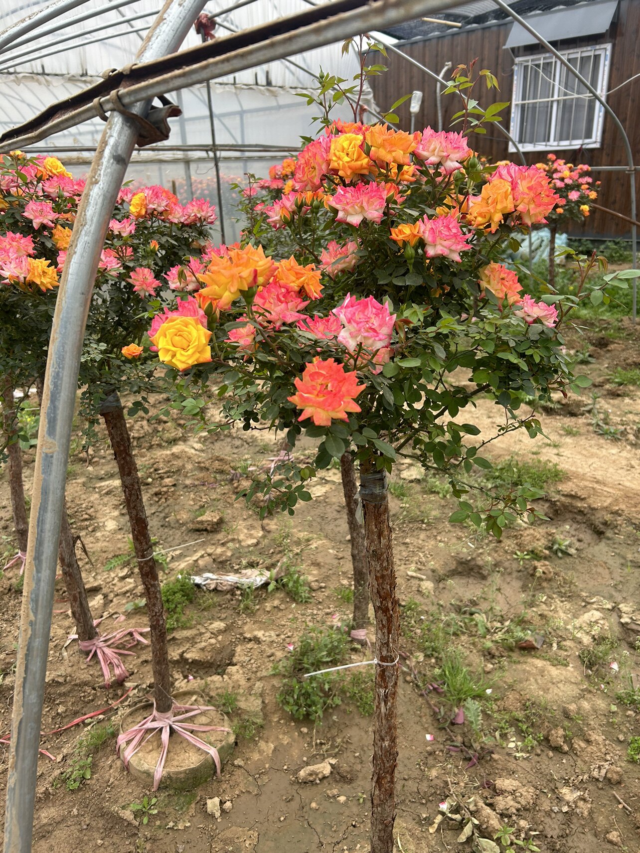 树桩月季重瓣多色浓香型大花四季开花山木香嫁接庭院阳台种植