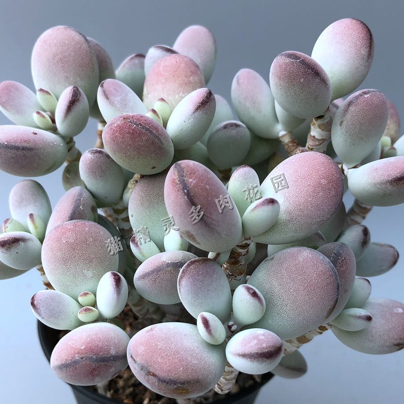 猫精灵乒乓福娘多肉植物景天科多头群生老桩一物一拍阳台绿植花卉 猫精灵多肉花园 淘优券