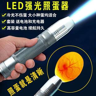 ！鸽子受精蛋可以孵化鸽子的种蛋人工孵化鸽蛋信鸽蛋元宝鸽受精蛋