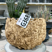 瑕疵口11.5高10正价220