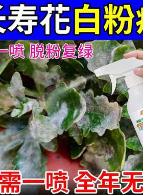 长寿花专用肥料防治黑腐烂根掉叶枯萎叶片长黑斑白粉白斑病专用药