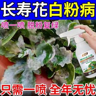 长寿花专用肥料防治黑腐烂根掉叶枯萎叶片长黑斑白粉白斑病专用药