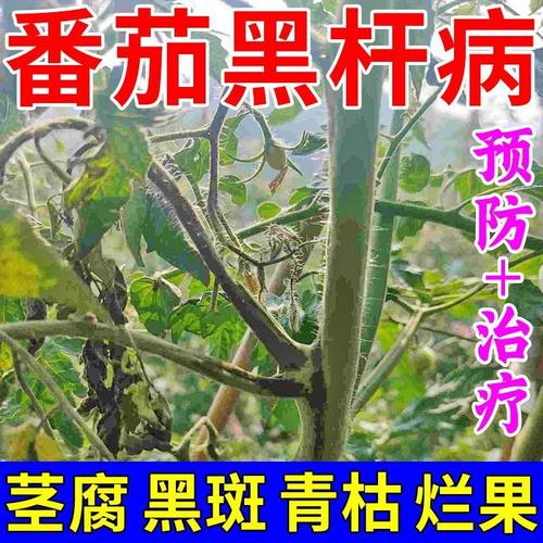 西红柿黑杆病番茄病全治黑胫病早晚疫病灰霉炭疽枯萎卷叶病杀菌剂
