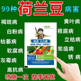 荷兰豆病害专用杀菌剂荷兰豆叶片发黄卷叶缩叶病毒病专用叶面肥