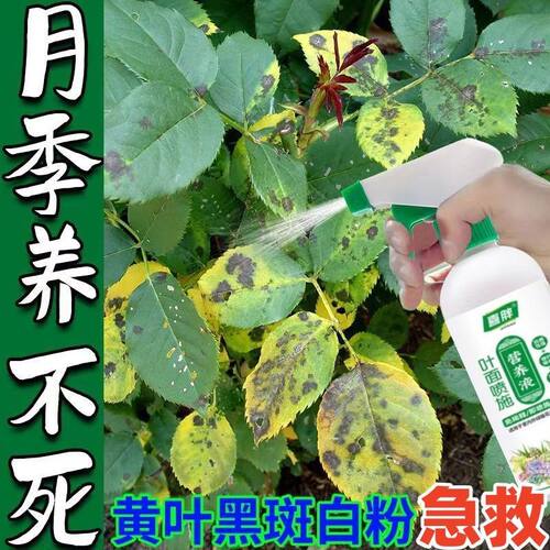 月季黄叶黑斑病白粉叶斑病病害清落叶掉花苞月季玫瑰花卉用杀菌剂