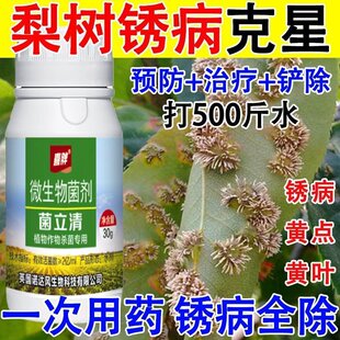 梨树锈病专用药梨树锈病清梨树病全管锈病黄叶黄点微生物菌剂正品