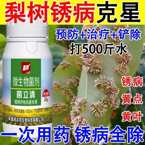 梨树锈病专用药梨树锈病清梨树病全管锈病黄叶黄点微生物菌剂正品