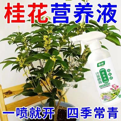 【常绿不败】桂花专用肥营养液防黄促苗促发芽促开花一喷绿叶面肥