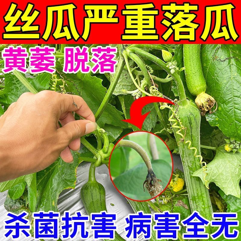 丝瓜病害清杀菌剂治丝瓜霜霉叶斑蔓枯白粉黄叶病全治哈茨木霉菌药