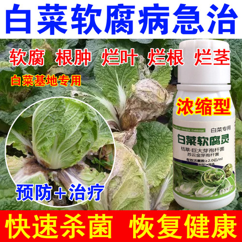 专用病全治大白菜烂根黄叶