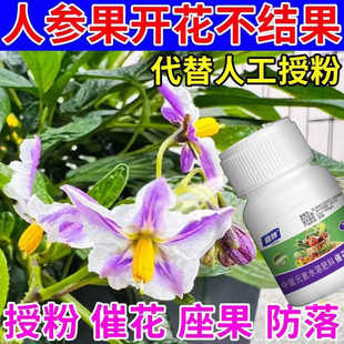 人参果点花坐果灵授粉点花剂强力专用点花药保花保果增产增收防落