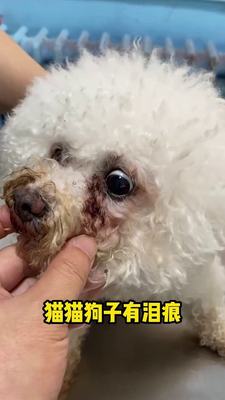 台湾alican泪痕液宠物猫咪狗狗通用型去泪痕20ml改善泪腺口服精华