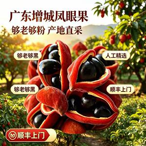 广东凤眼果萍婆六旺果九层皮