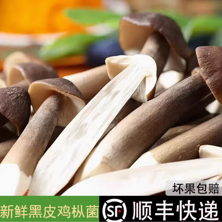 增城荔枝菌野生新鲜荔枝菇食用菌磨菇五月菇鸡枞菌肉爽清甜美味