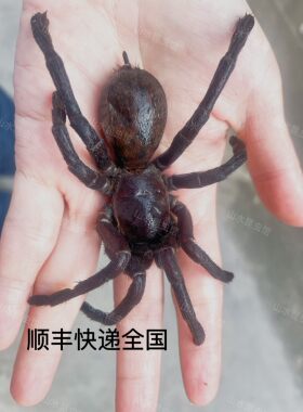 超大蜘蛛速冻捕鸟蛛泰国昆虫宴烧烤油炸蜘蛛标本顺丰全国发出40只
