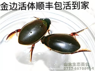 大金边龙虱活体水蟑螂鲜活治尿水甲虫水龟子 500克省内包邮顺丰