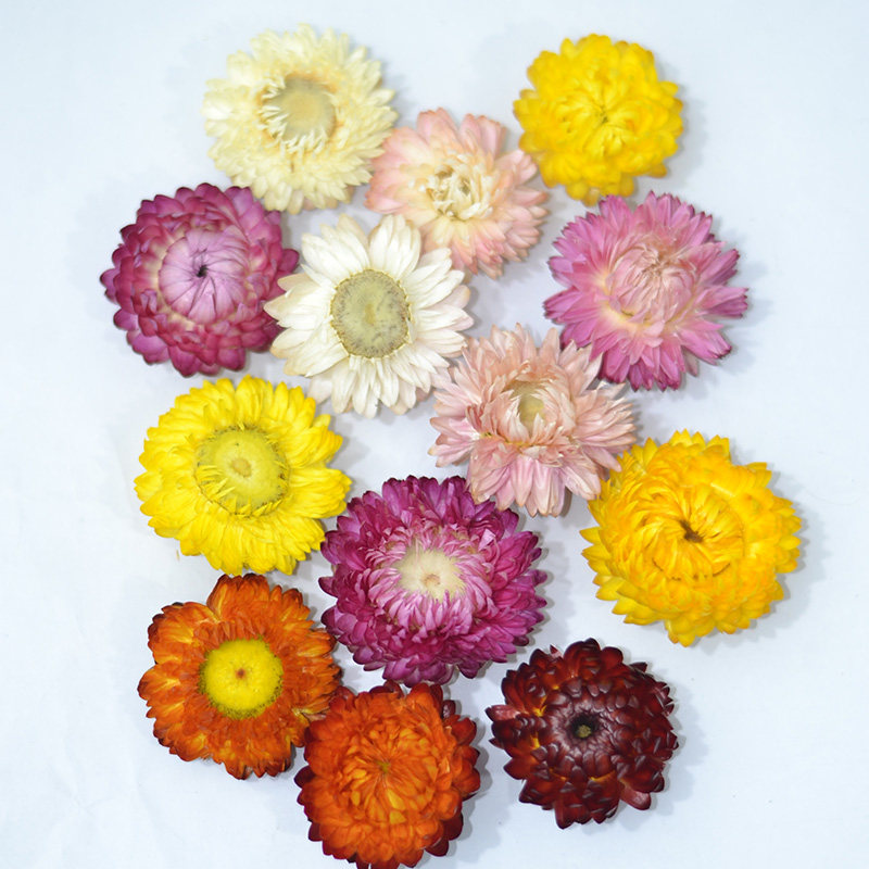 小雏菊麦杆菊干花包手工材料天然
