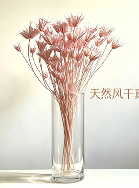长枝八角花干花束风干装饰真花束