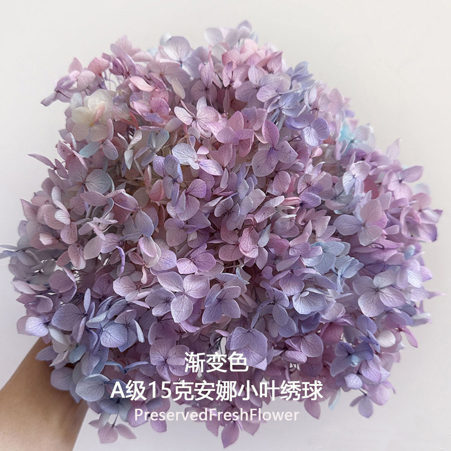 永生花绣球安娜渐变色A级小叶天然真花手工diy花盒玻璃罩造型材料