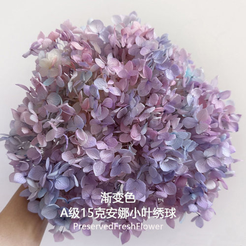 永生花绣球安娜渐变色A级小叶