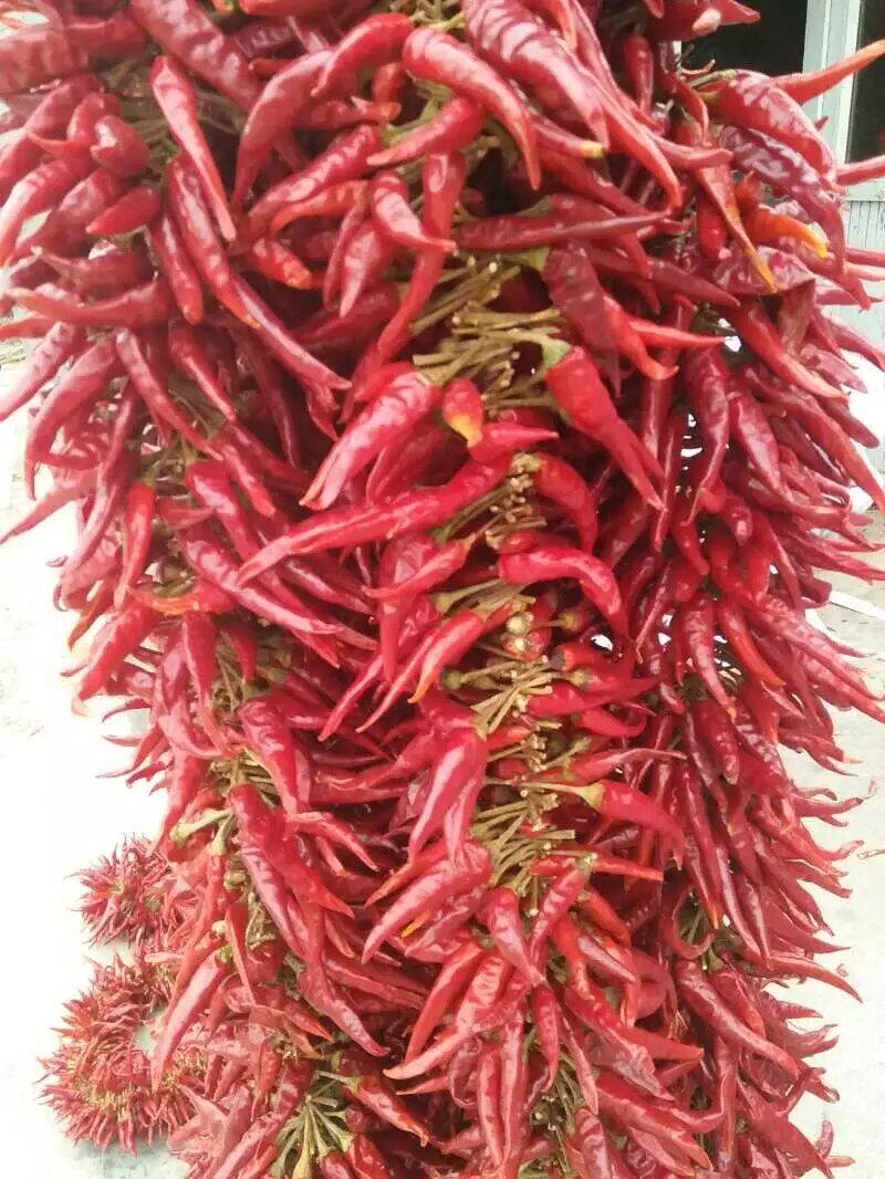 干辣椒串小红辣椒串真辣椒串红辣椒挂饰饭店装饰用电影道具