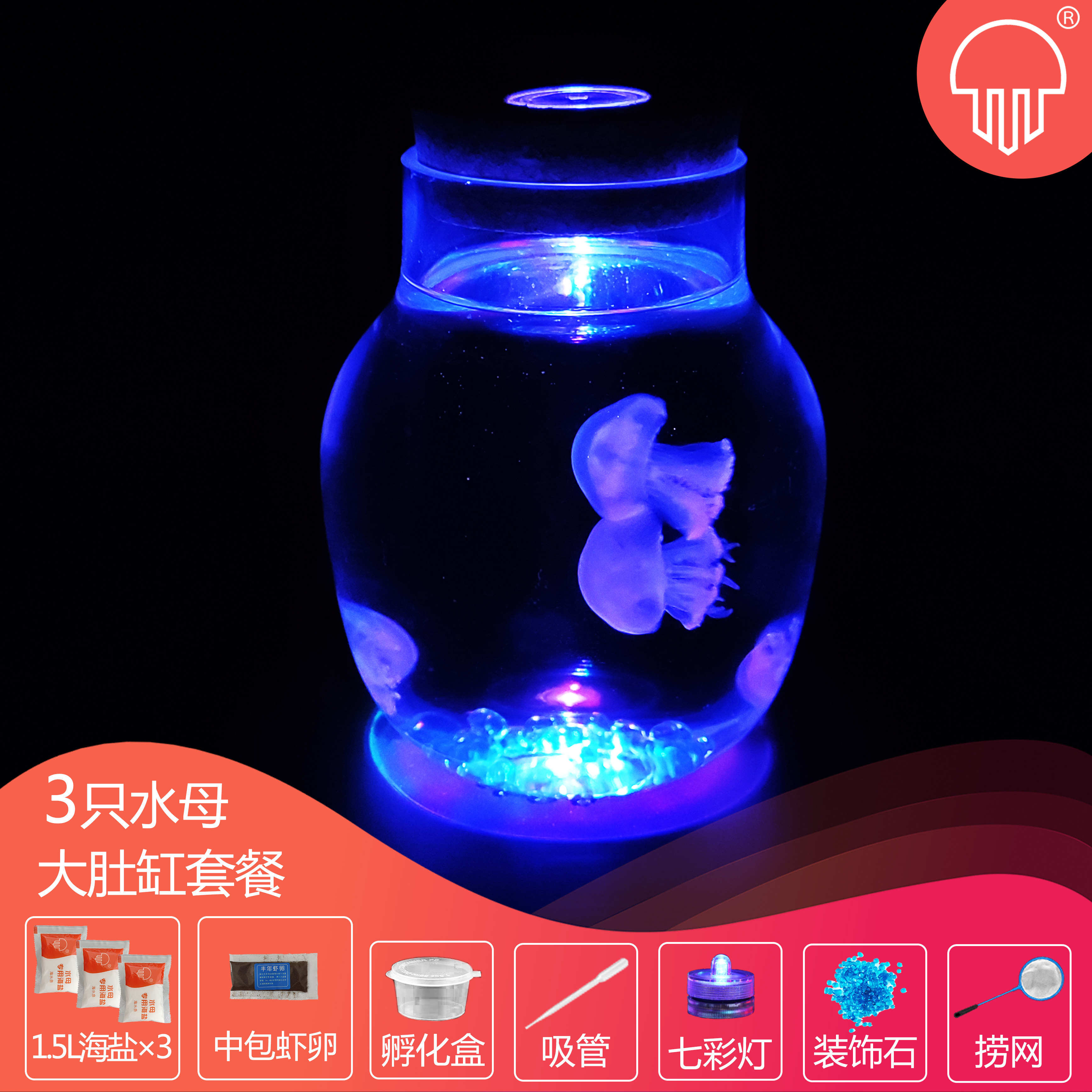 水母活物饲养宝宝学生宿舍适合儿生态瓶/创意缸/微景