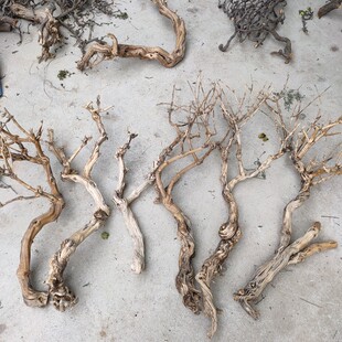 造型树干树桩金银花干支造景材料造型树枝树杈造型干支干支树枝