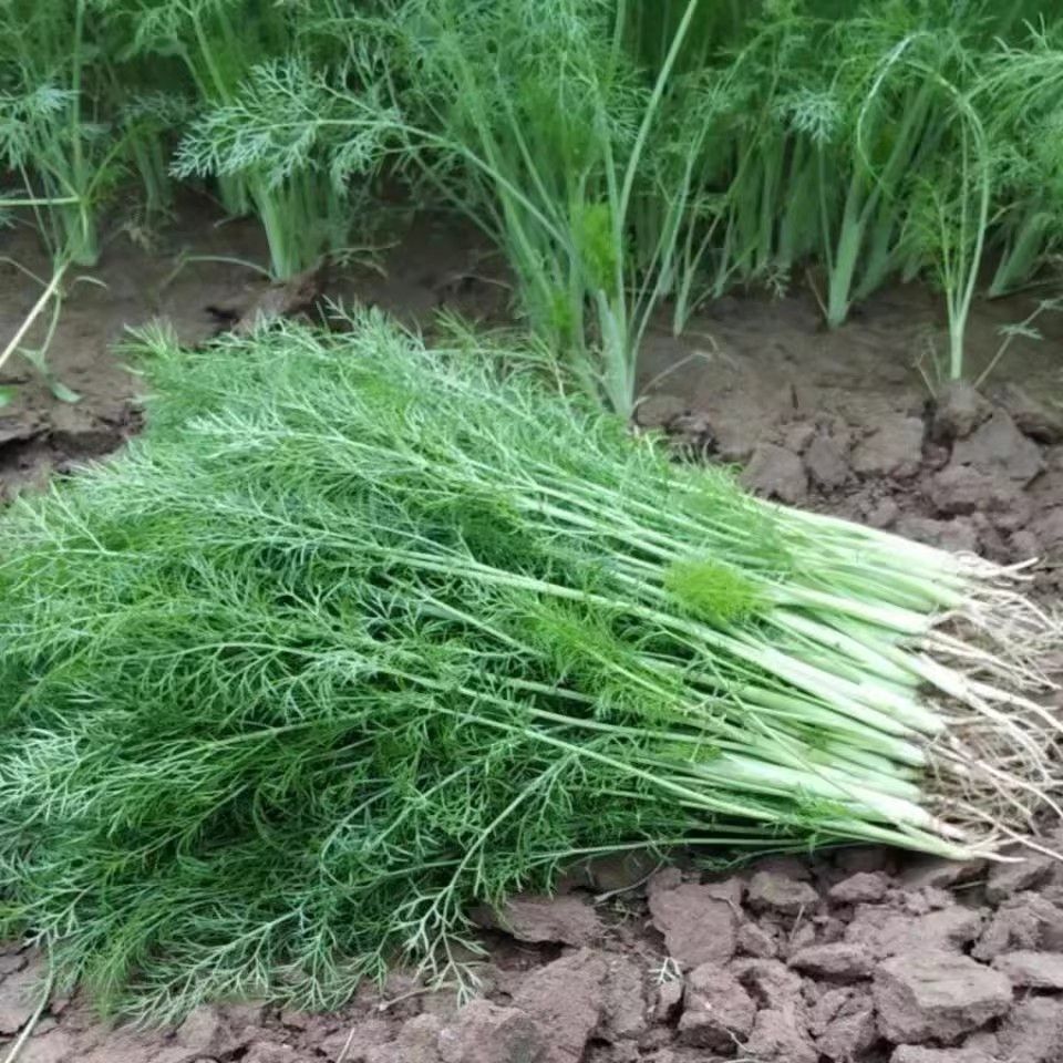 云南新鲜茴香带根发货现摘现发茴香带根发货新鲜茴香