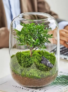 生态水培植物瓶玻璃花瓶装饰