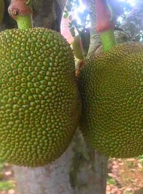 正品无胶金苞常有菠萝蜜广东南方夏特产新鲜水果 甜脆爽现摘现发
