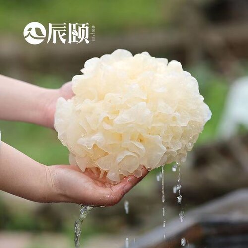 辰颐物语现摘现发新鲜白木耳