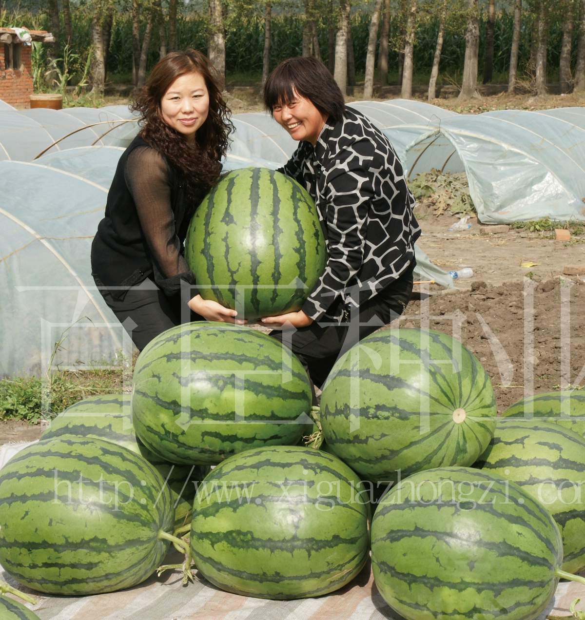 百臣大地雷百臣雷哥特大西瓜种子抗病强含高产高糖薄皮红瓤耐运输