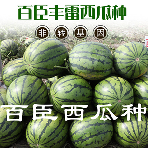 新款百臣丰雷西瓜种子早熟品种抗病高产薄皮大红瓤耐储运赠送技术