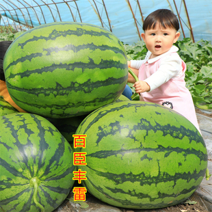 百臣丰雷西瓜种子早熟品种抗病薄皮大红瓤耐储运糖度高
