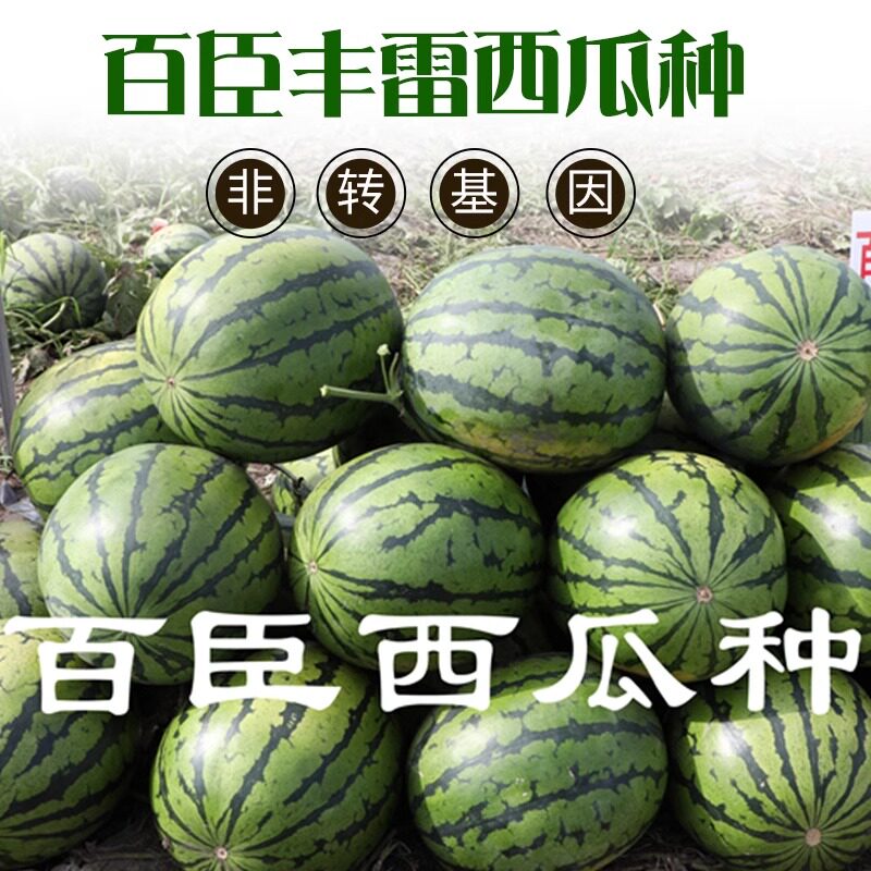 新款百臣丰雷西瓜种子早熟品种抗病薄皮大红瓤耐储运赠送技术