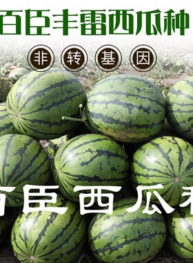 新款百臣丰雷西瓜种子早熟品种抗病薄皮大红瓤耐储运赠送技术