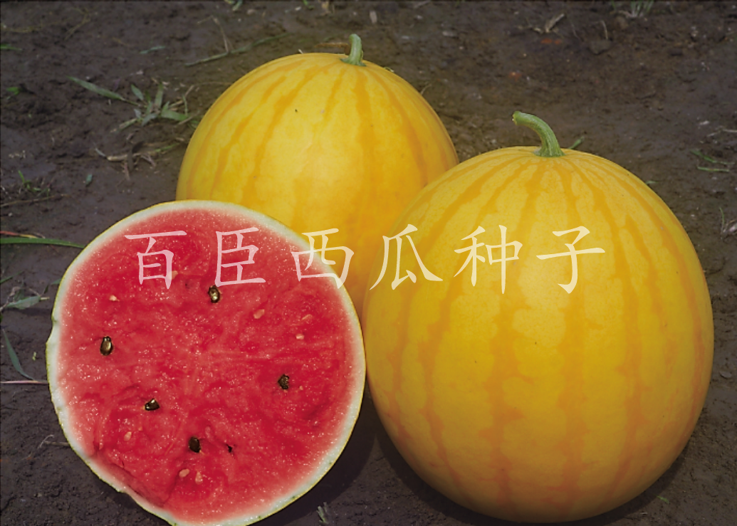 百臣金黄宝黄皮正宗红瓤高