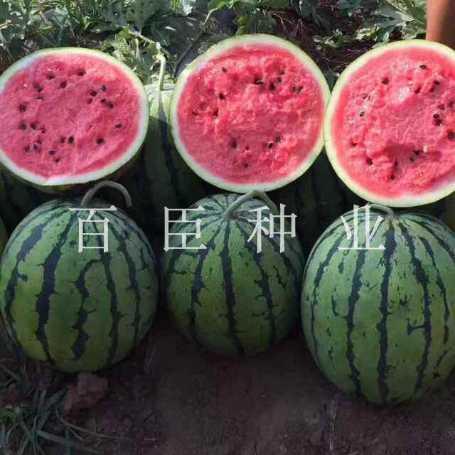 百臣懒瓜新秀西瓜种子抗病易座瓜薄皮可不整枝懒汉西瓜种子