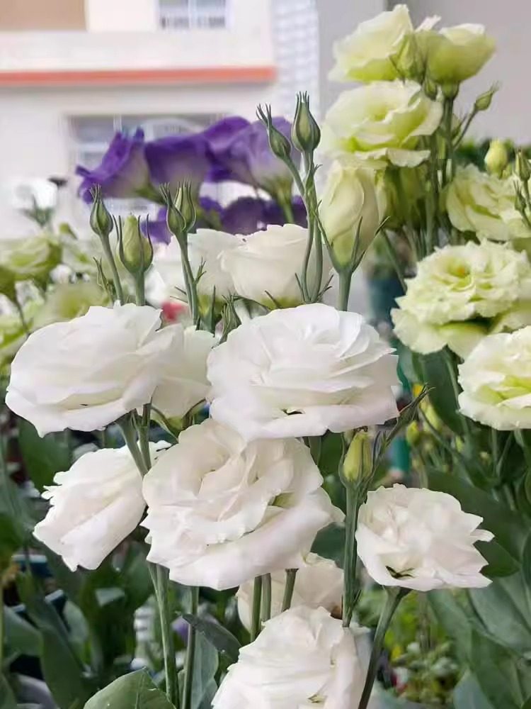 重瓣洋桔梗花种子四季春秋播种室内盆栽花卉室内外开花植物花种籽