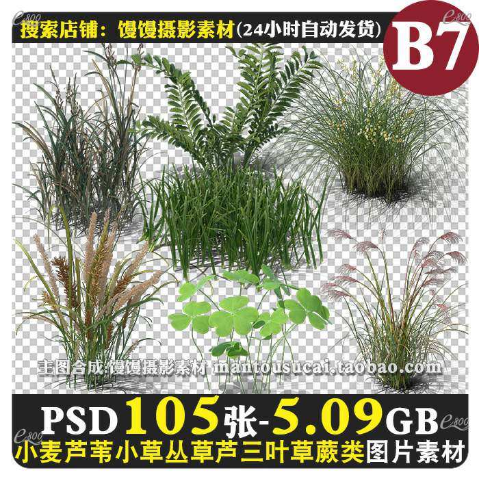 小草丛小麦草芦苇杂草芦三叶草蕨类羊茅植物-免抠图psd图片ps素材