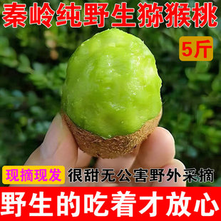 2025现摘现发秦岭纯野外生猕猴桃甜新鲜当季 水果陕西小猕猴桃泡酒