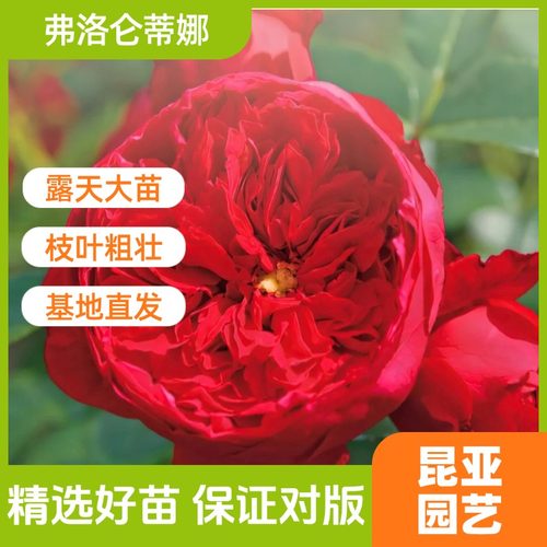 昆亚花园弗洛伦蒂娜月季花苗