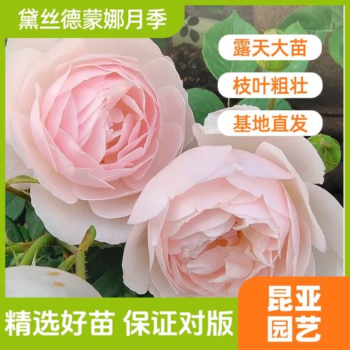 昆亚花园黛丝德蒙娜露天苗月季