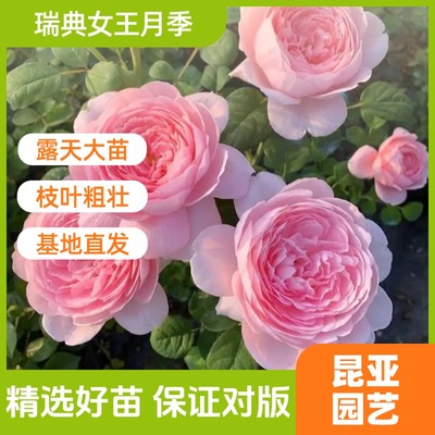 昆亚花园瑞典女王月季花苗