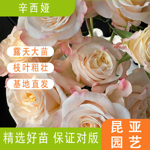 昆亚花园辛西娅玫瑰月季花苗