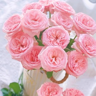 昆亚花园无叶大苗分枝多阳台庭院月季 玫瑰花苗好养易活基地发货